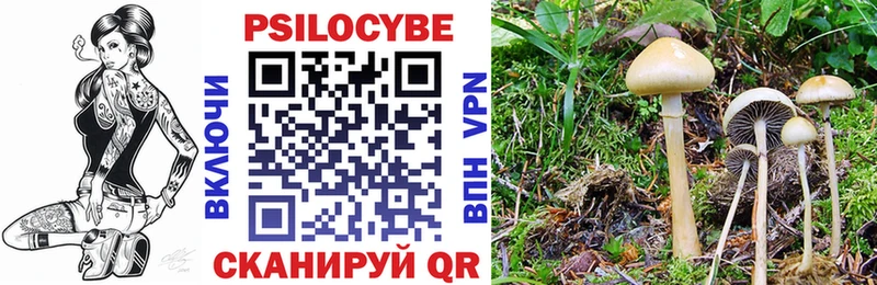 Галлюциногенные грибы Psilocybine cubensis  OMG как зайти  Тында  купить  